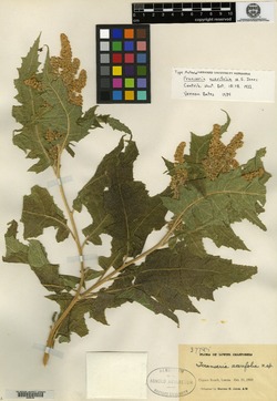 Image of Franseria acerifolia
