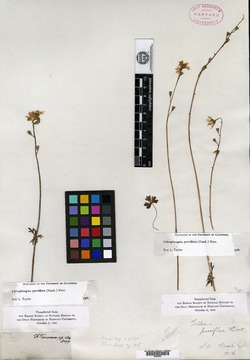 Image of Tellima parviflora