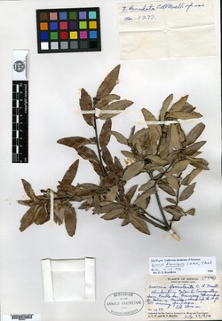 Quercus flocculenta image