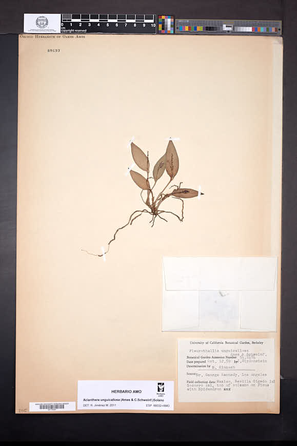 Acianthera unguicallosa image