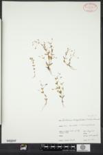 Lindernia dubia var. anagallidea image