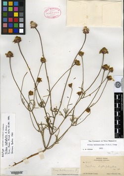 Image of Tridax leptophylla