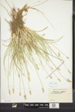Carex muehlenbergii var. enervis image