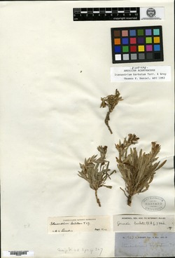 Stenandrium barbatum image