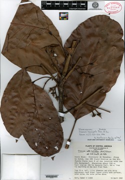 Image of Sloanea laevigata