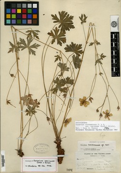 Image of Geranium concinnum
