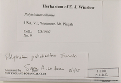 Polytrichastrum pallidisetum image