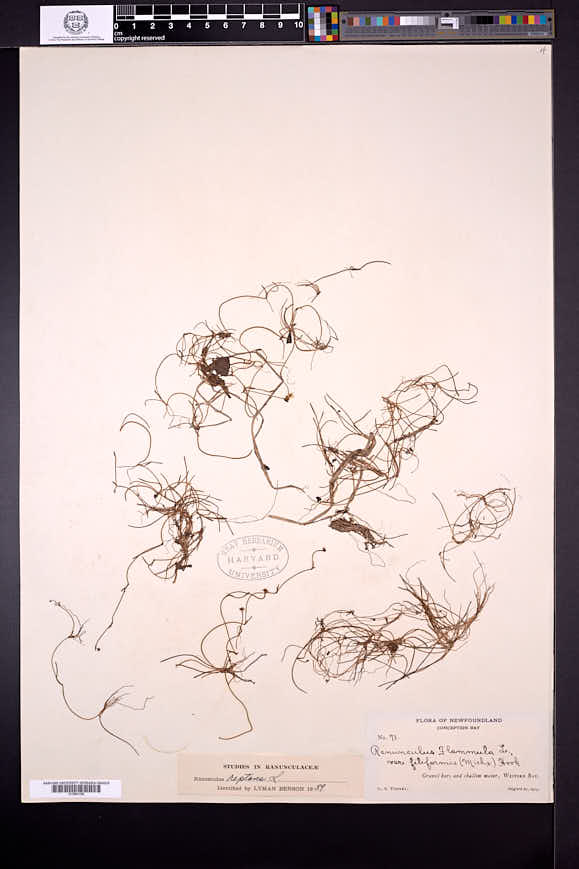 Ranunculus flammula image