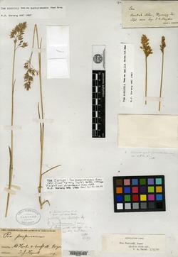 Eragrostis purpurascens image