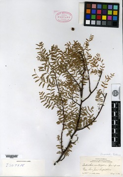 Image of Bursera multifolia