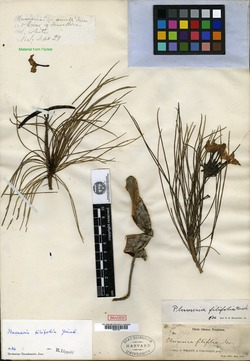 Image of Plumeria filifolia