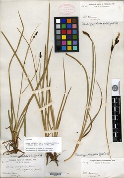 Carex vulgaris image