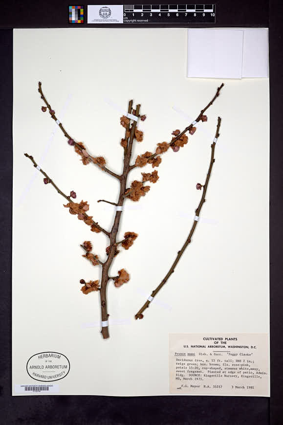 Prunus mume image