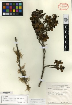 Image of Gordonia reticularis