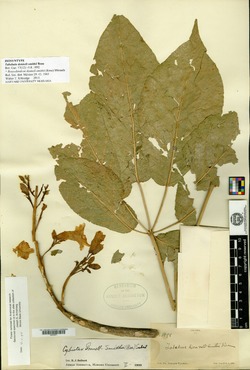 Tabebuia donnell-smithii image