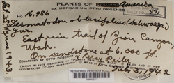 Tortula obtusifolia image