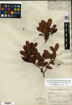 Ternstroemia parviflora image