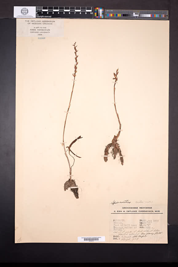 Cyclopogon saccatus image