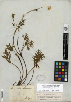 Ranunculus petiolaris image