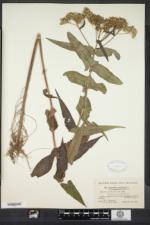 Eupatorium perfoliatum f. purpureum image