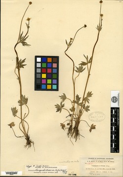 Image of Ranunculus earlei