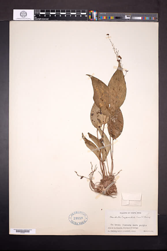 Pleurothallis longipedicellata image