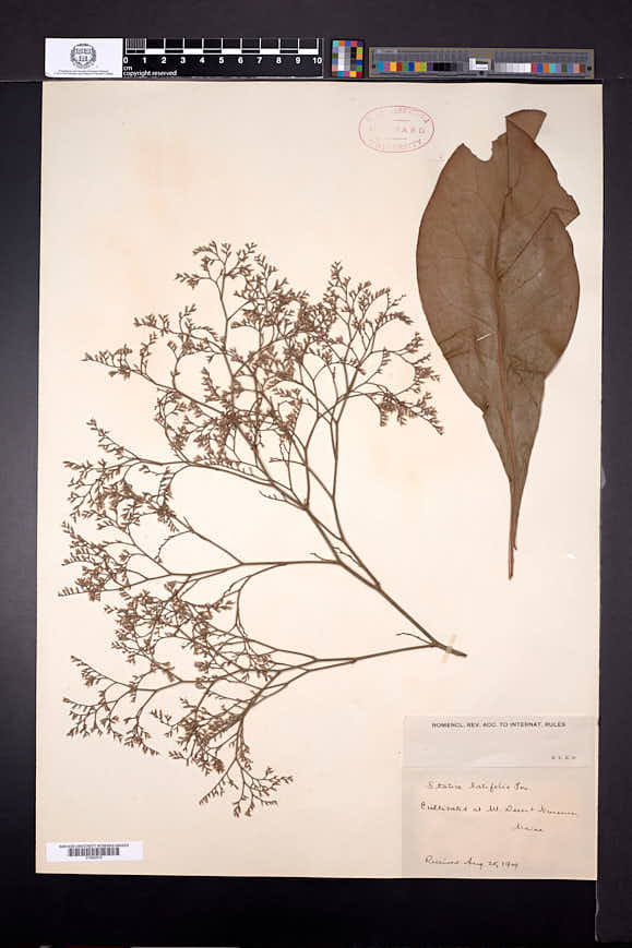 Limonium latifolium image