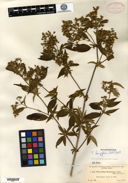 Tibouchina bourgaeana image