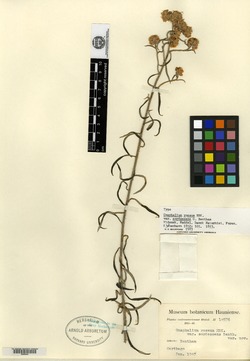 Image of Pseudognaphalium attenuatum
