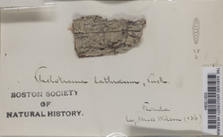 Thelotrema lathraeum image