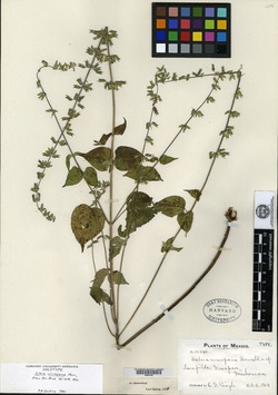 Image of Salvia uruapana