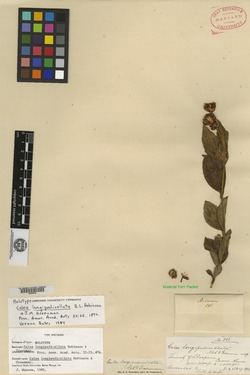 Image of Calea longipedicellata