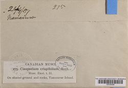 Claopodium crispifolium image