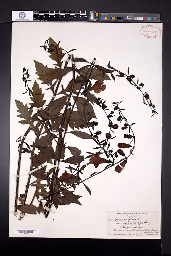 Aureolaria flava subsp. reticulata image