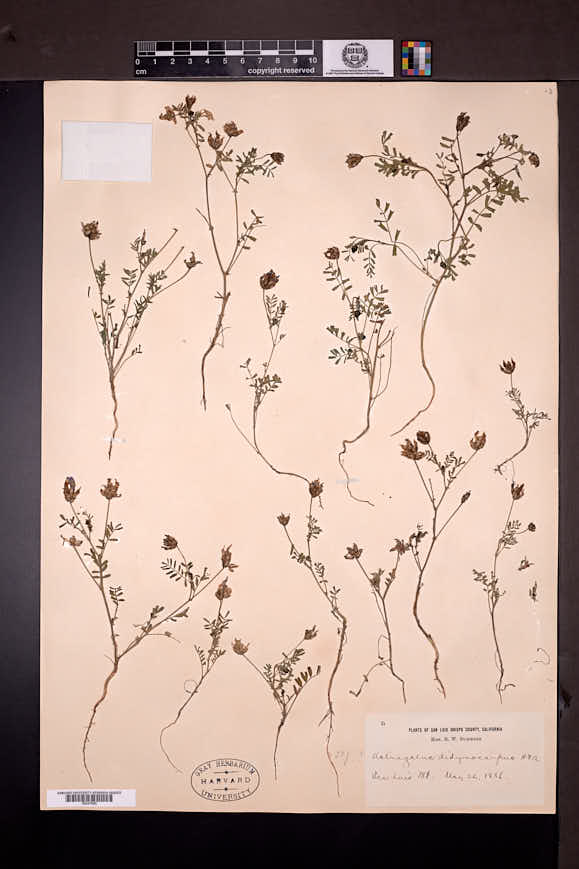 Astragalus didymocarpus image