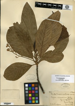 Image of Persea cinerascens