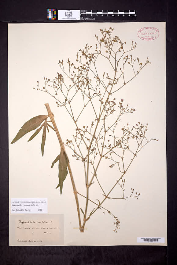 Gypsophila scorzonerifolia image