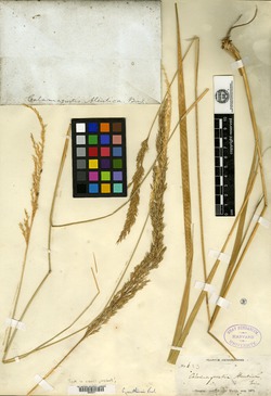 Image of Calamagrostis aleutica