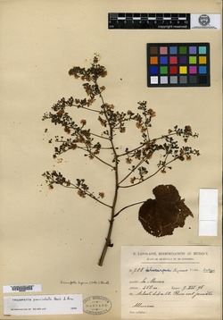 Image of Triumfetta paniculata