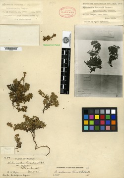 Image of Lachemilla vulcanica