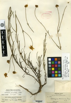 Image of Heterosperma mexicanum