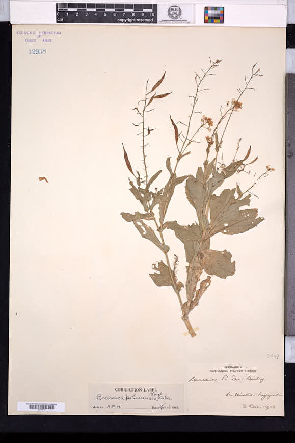 Brassica rapa subsp. pekinensis image