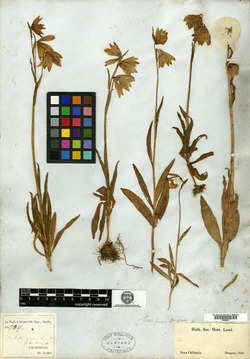 Image of Fritillaria liliacea