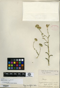 Perezia multiflora image
