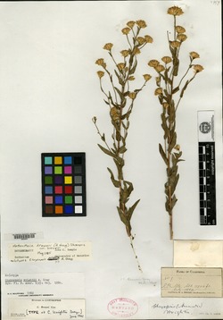 Chrysopsis wrightii image