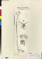Hexalectris parviflora image
