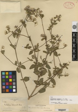 Image of Brickellia paniculata