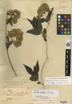 Image of Koanophyllon albicaule