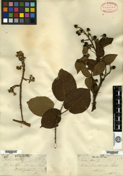 Image of Rubus adenotrichos