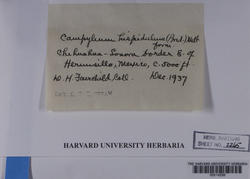 Campylophyllopsis hispidula image